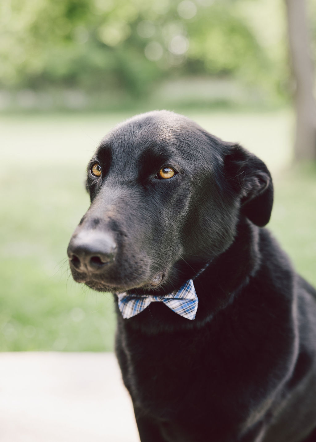 Bruce, the office dog